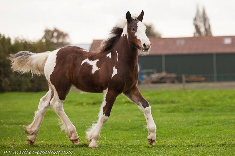 Beautiful Gypsy Horse Foals